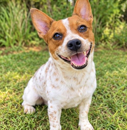 Pickle, Adoptable, Young Male Chihuahua & Australian Cattle Dog / Blue Heeler.