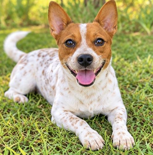 Enlarge Pickle, a Adoptable mixed breed in Jackson, MI image 4/6