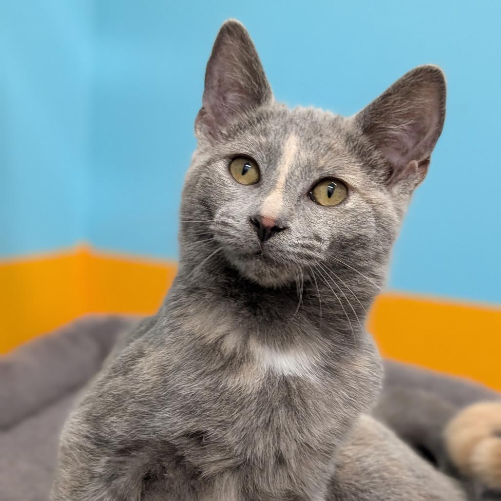 Airship, ADOPTABLE, Kitten Female Domestic Short Hair.