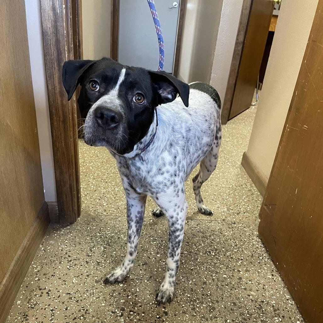 Beetle, Adoptable, Young Male German Shorthaired Pointer & Pit Bull Terrier.