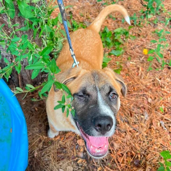 Enlarge Hunney, a Adoptable mixed breed in Wadena, MN image 1/6