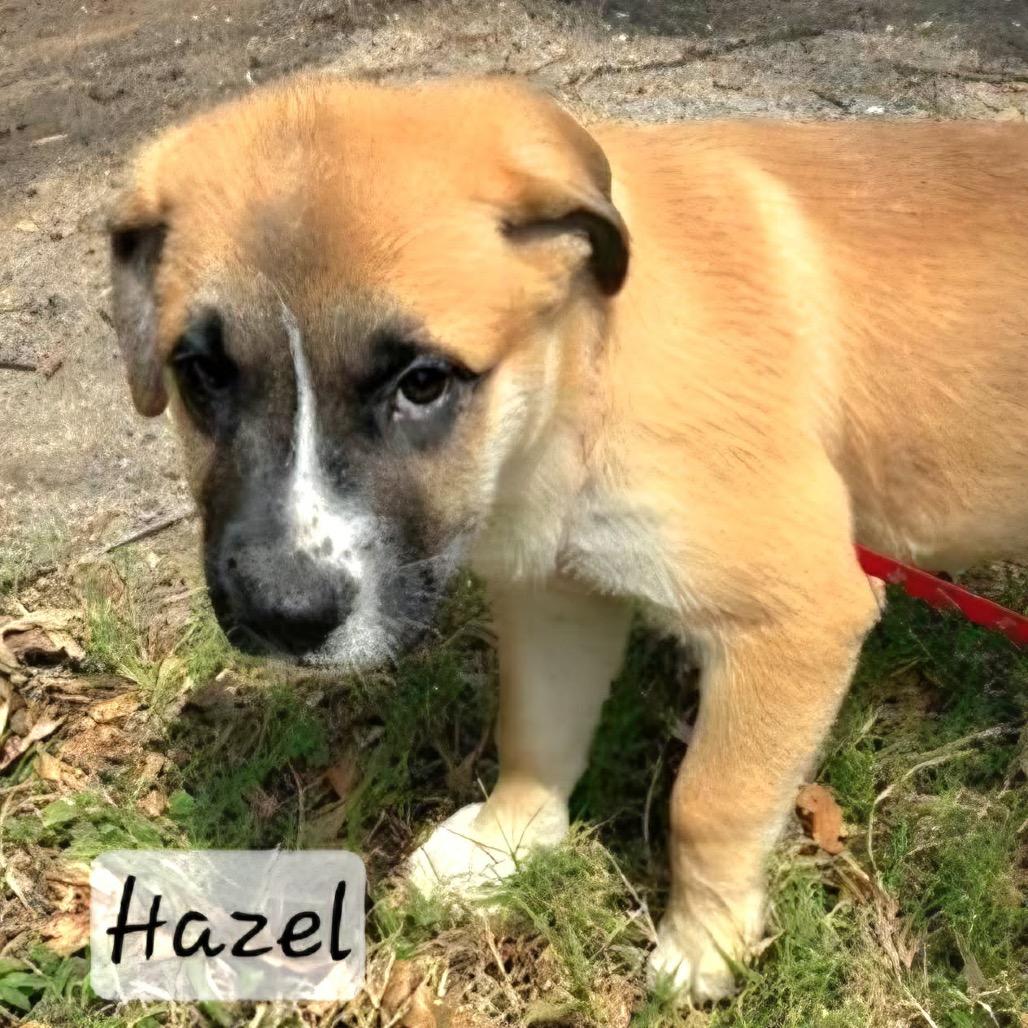 Enlarge Hunney, a Adoptable mixed breed in Wadena, MN image 2/6