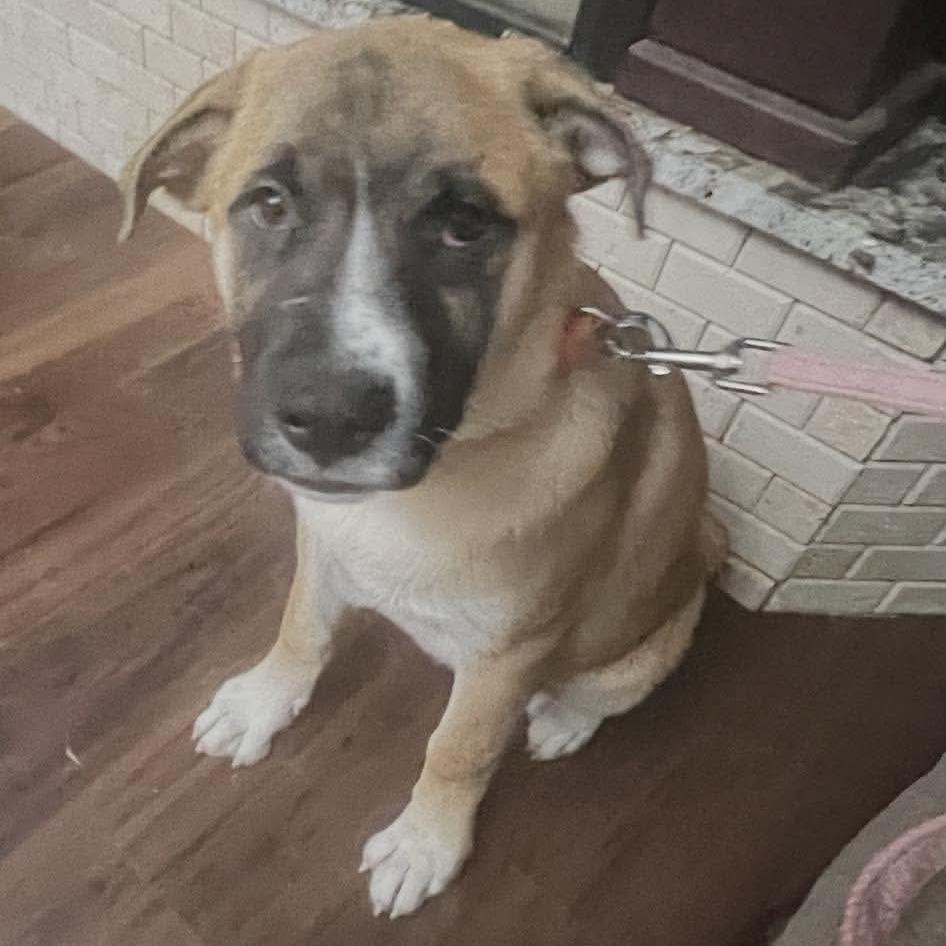 Enlarge Hunney, a Adoptable mixed breed in Wadena, MN image 3/6