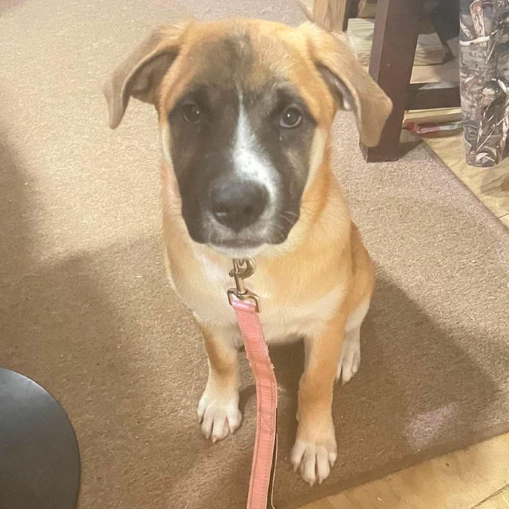 Enlarge Hunney, a Adoptable mixed breed in Wadena, MN image 4/6