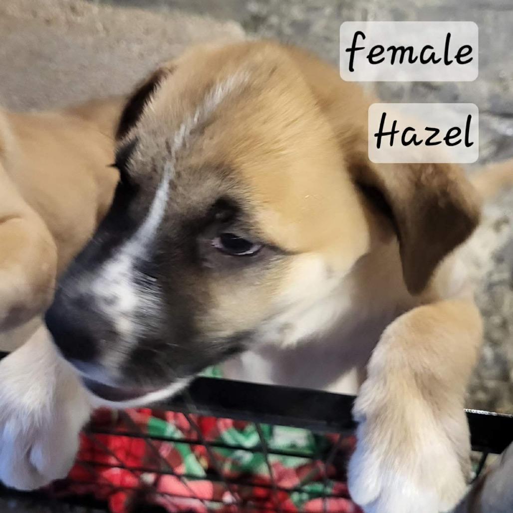 Enlarge Hunney, a Adoptable mixed breed in Wadena, MN image 5/6