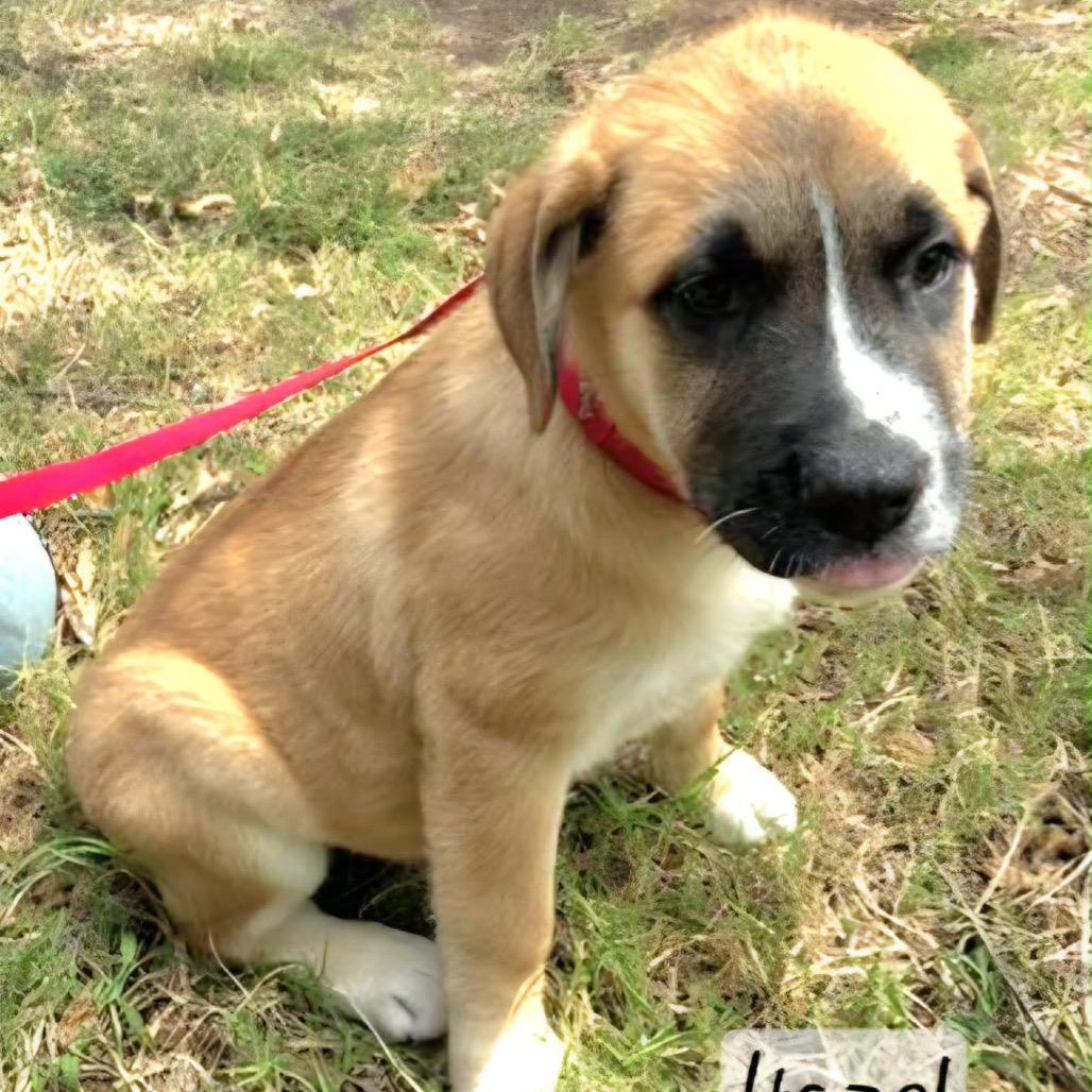 Enlarge Hunney, a Adoptable mixed breed in Wadena, MN image 6/6