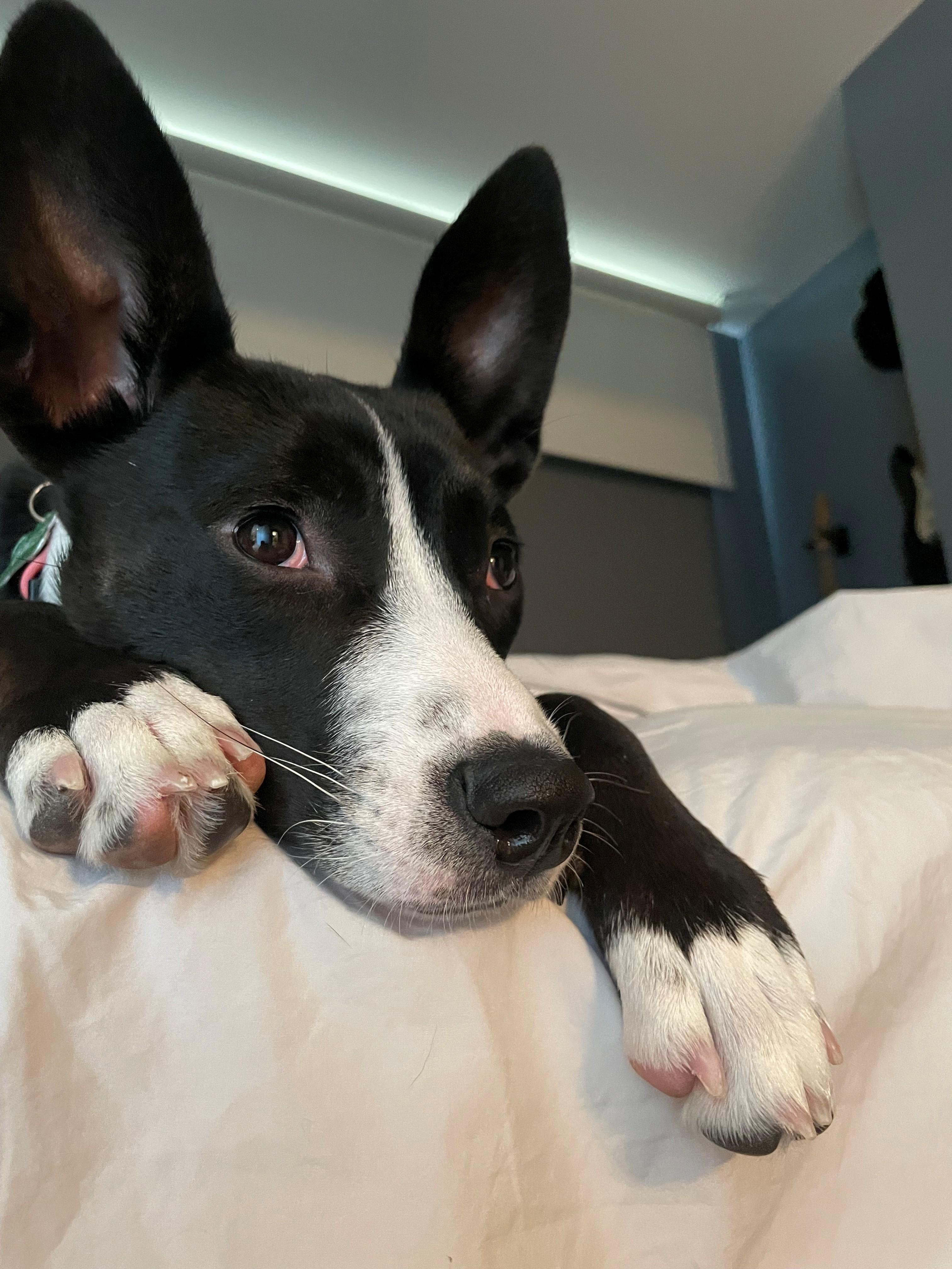 Enlarge Oakley, a Adoptable mixed breed in Bristol, VT image 1/6