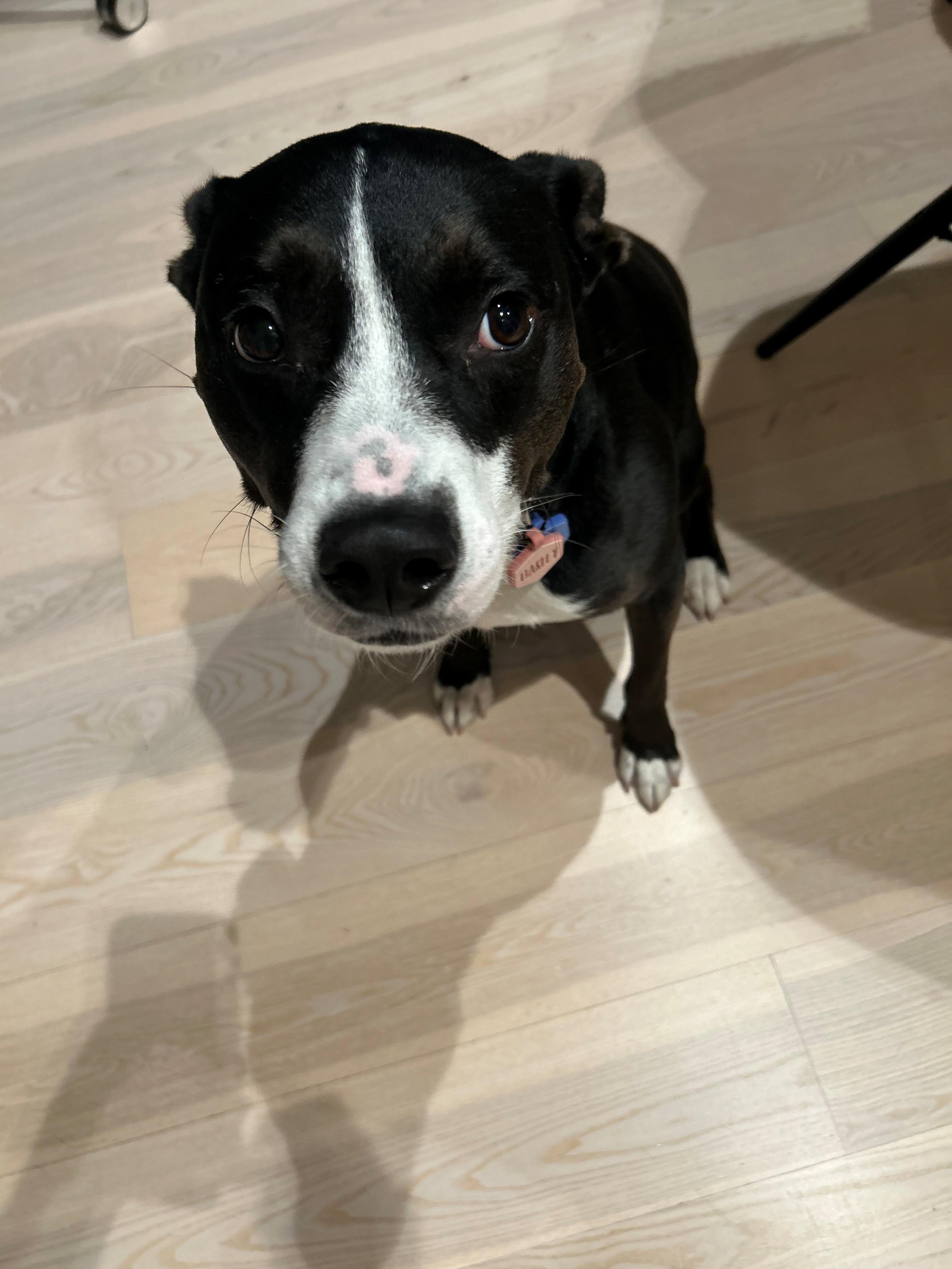 Enlarge Oakley, a Adoptable mixed breed in Bristol, VT image 6/6