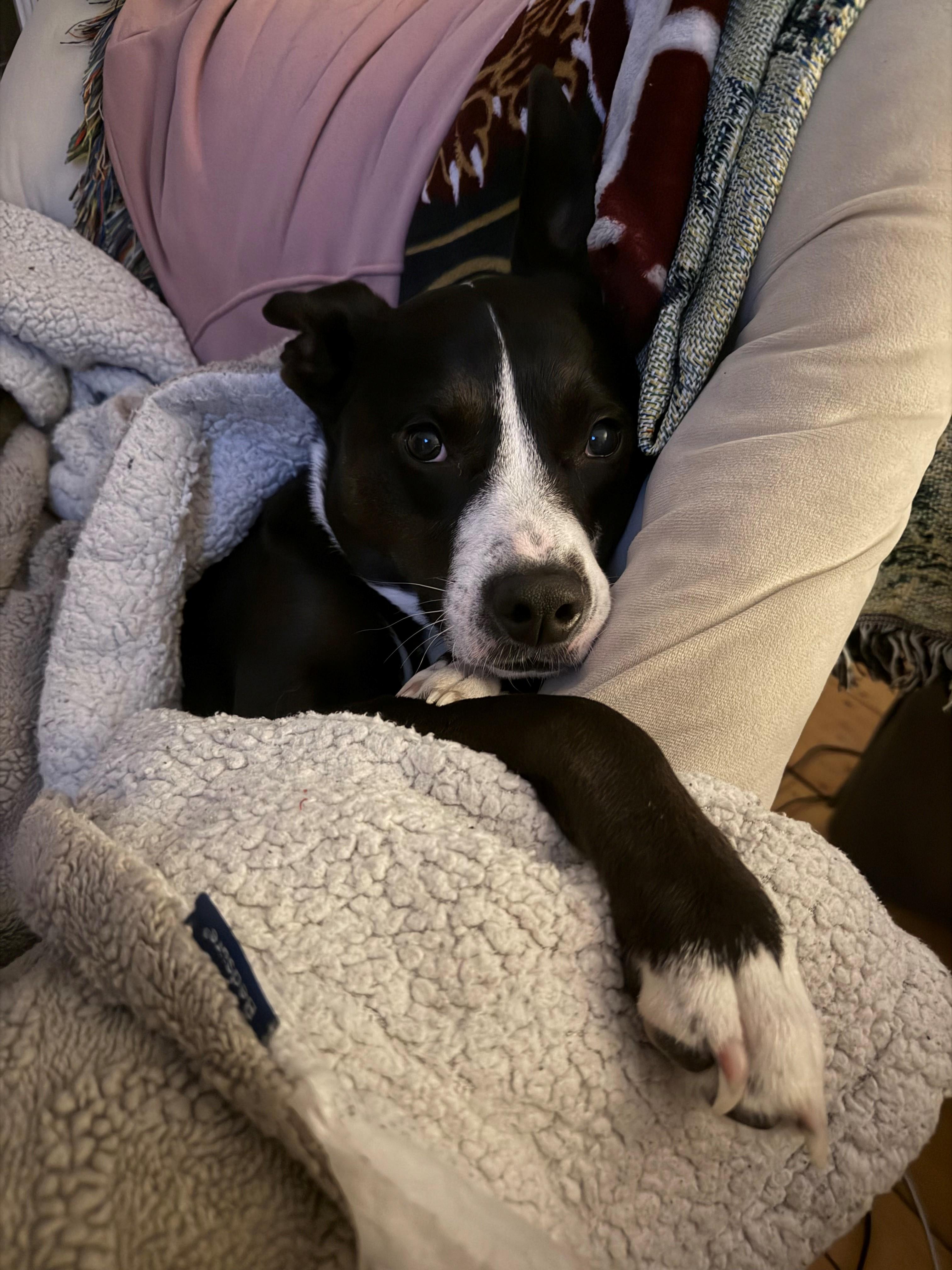 Enlarge Oakley, a Adoptable mixed breed in Bristol, VT image 4/6