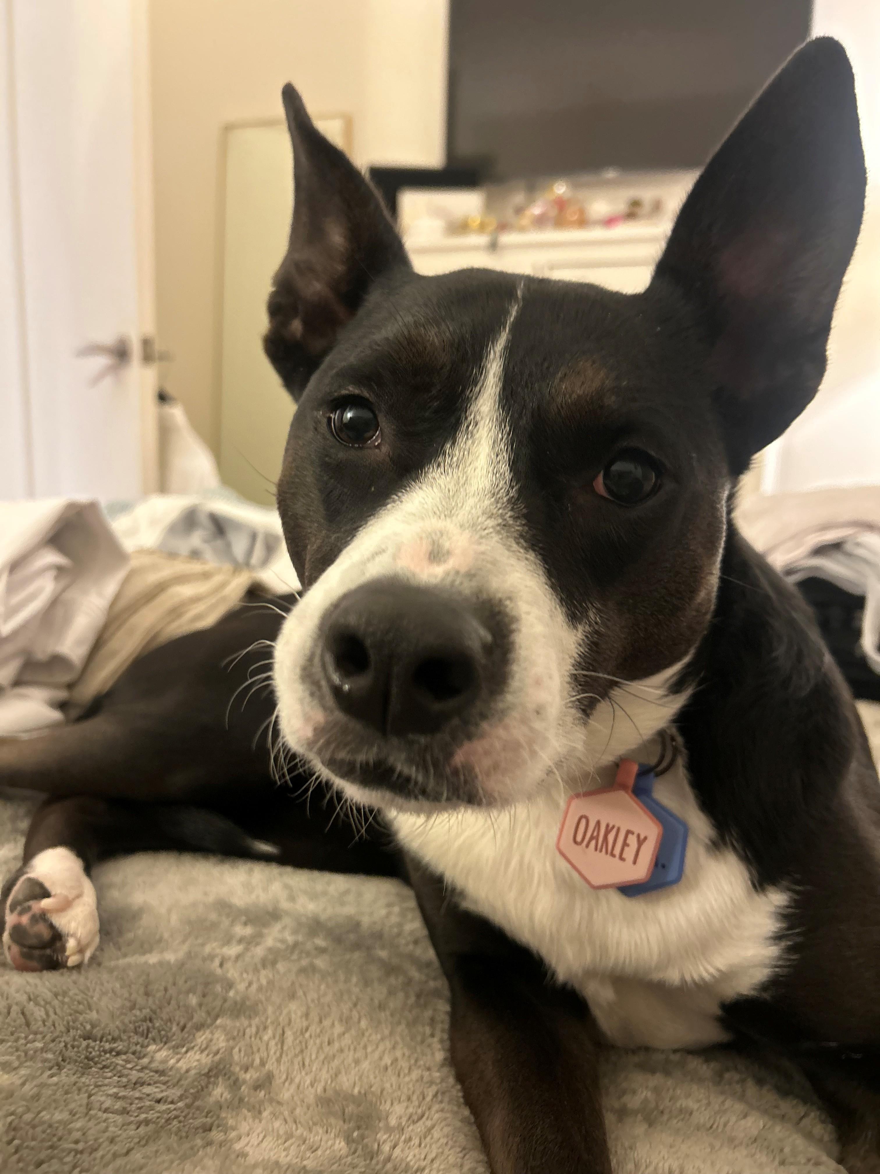 Enlarge Oakley, a Adoptable mixed breed in Bristol, VT image 2/6
