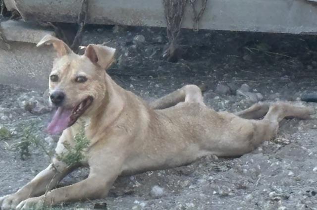 Linus, ADOPTABLE, Young • Male, Australian Kelpie.