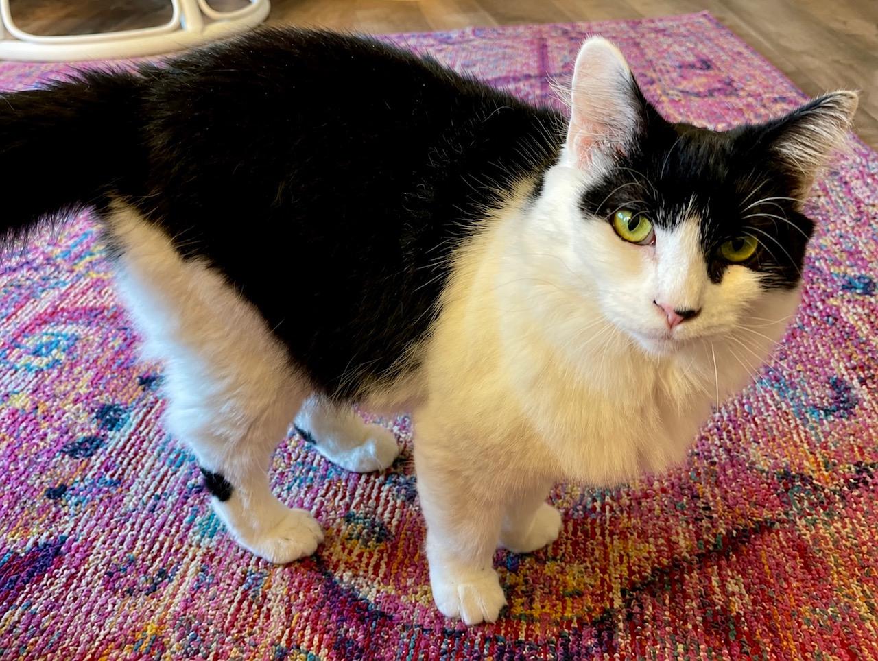 Wesley, a Adoptable Tuxedo in Hillsboro, OR image 5/6