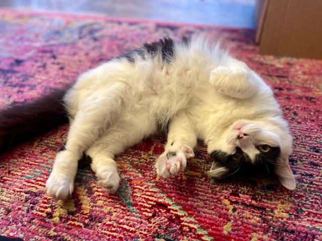 Enlarge Wesley, a Adoptable Tuxedo in Hillsboro, OR image 2/6