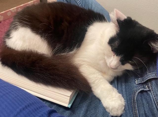 Enlarge Wesley, a Adoptable Tuxedo in Hillsboro, OR image 6/6