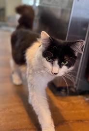 Enlarge Wesley, a Adoptable Tuxedo in Hillsboro, OR image 4/6