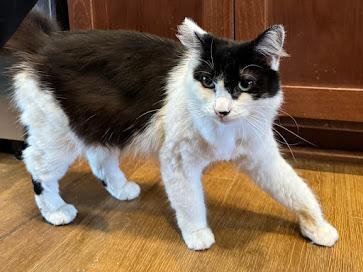Enlarge Wesley, a Adoptable Tuxedo in Hillsboro, OR image 1/6