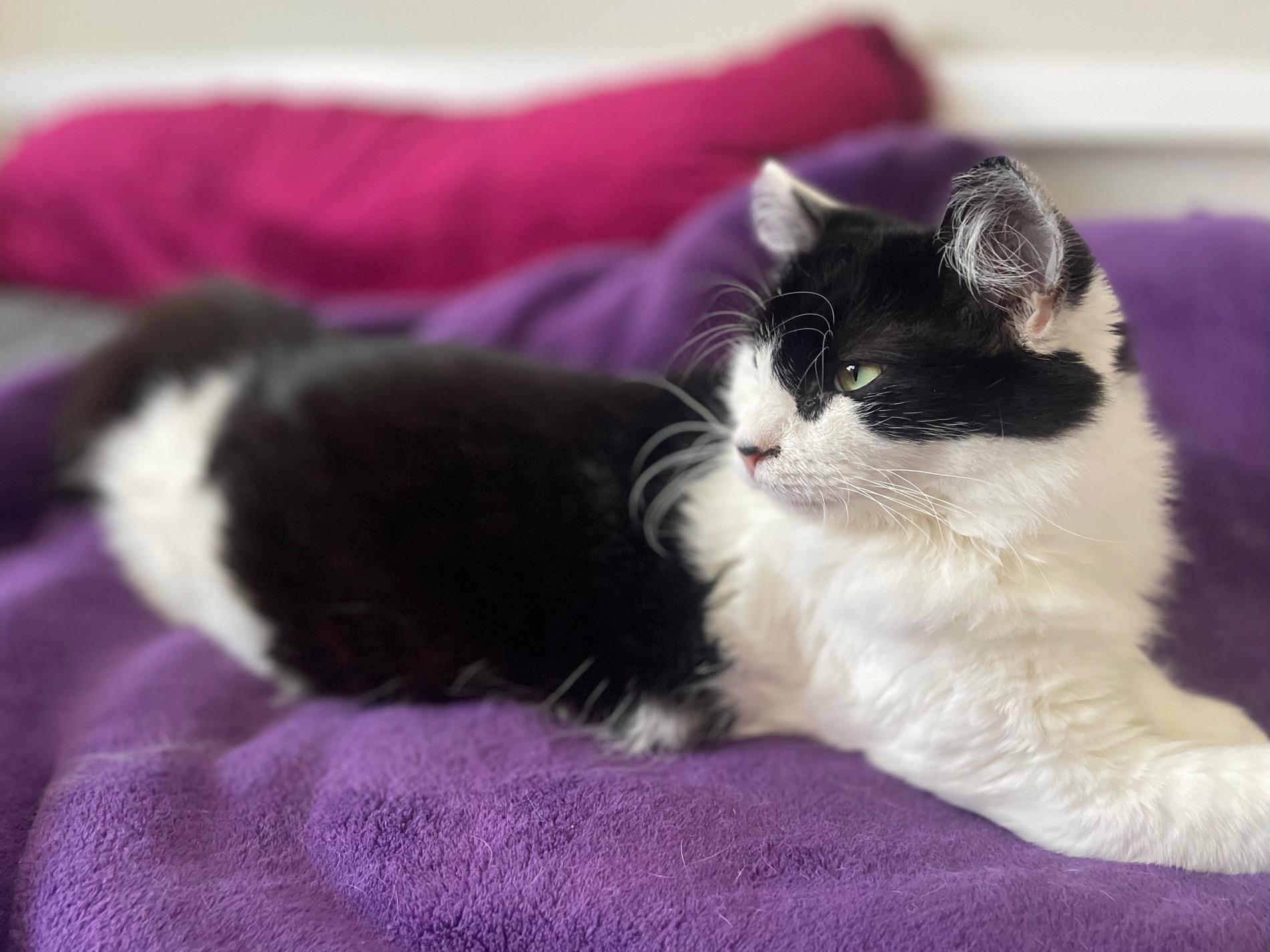 Wesley, a Adoptable Tuxedo in Hillsboro, OR image 6/6