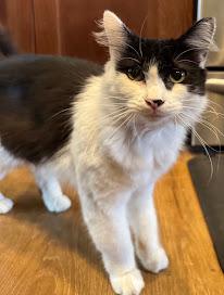 Enlarge Wesley, a Adoptable Tuxedo in Hillsboro, OR image 5/6