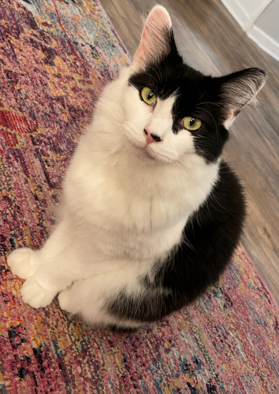 Wesley, a Adoptable Tuxedo in Hillsboro, OR image 1/6