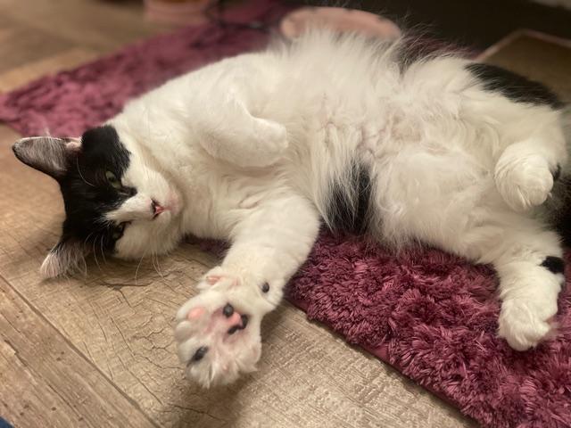 Enlarge Wesley, a Adoptable Tuxedo in Hillsboro, OR image 3/6