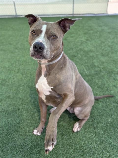 ZOEY, Adoptable, Adult Female Pit Bull Terrier.