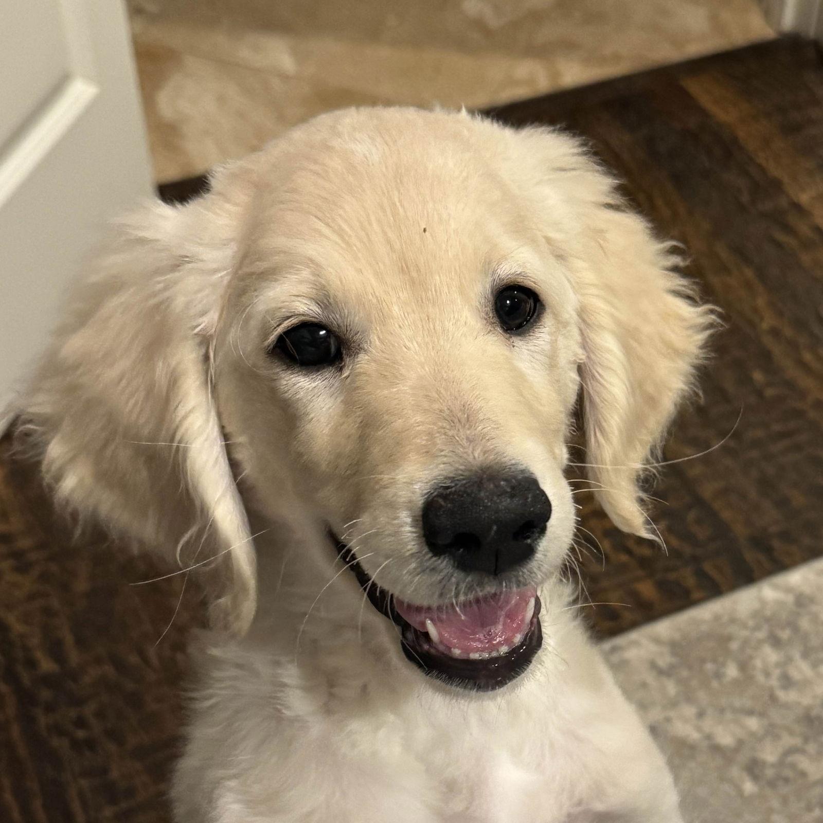 Milo, Adopted, Puppy Male Standard Poodle & Golden Retriever.