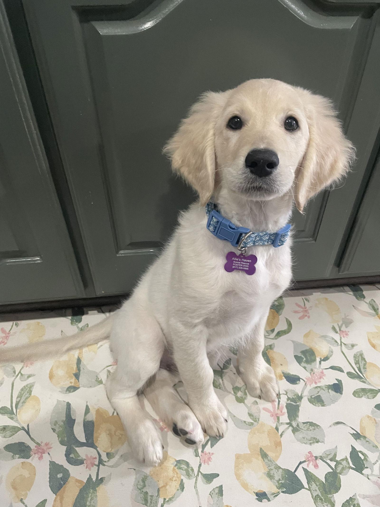 Enlarge Milo, a Adopted mixed breed in Fort Worth, TX image 2/3