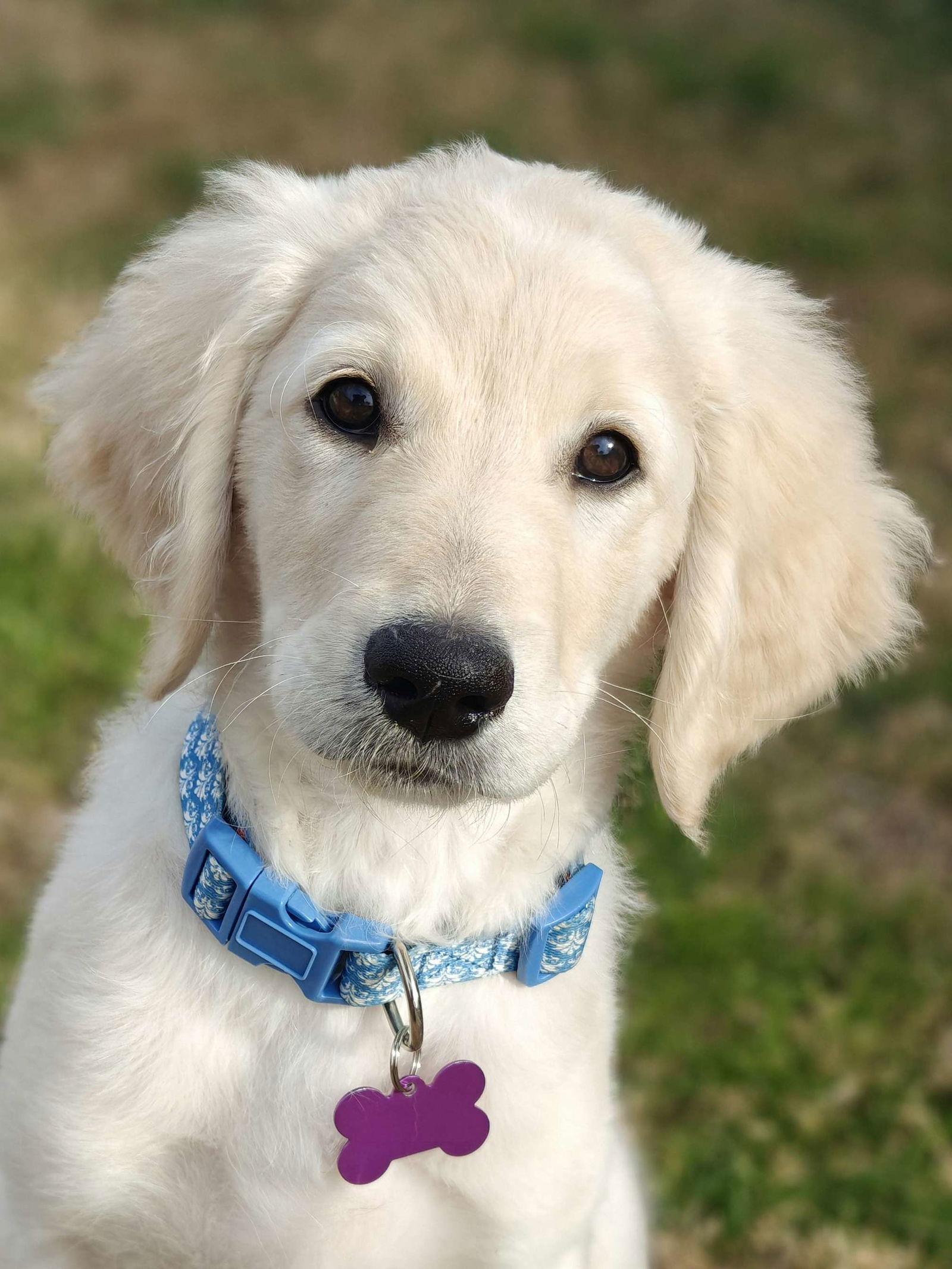 Enlarge Milo, a Adopted mixed breed in Fort Worth, TX image 3/3