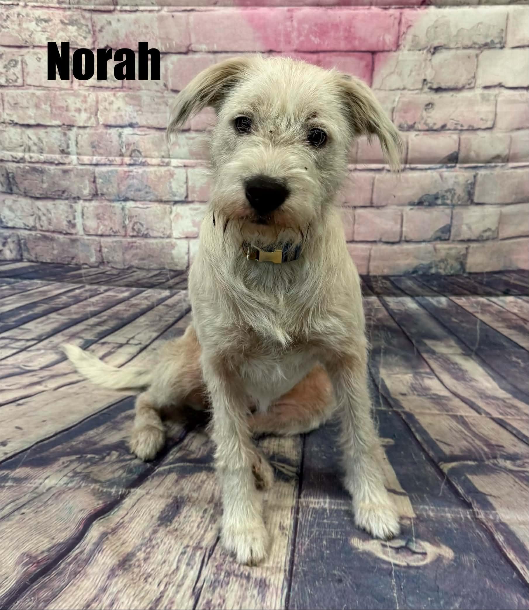 Norah, a ADOPTABLE mixed breed in Quincy, MI image 1/3