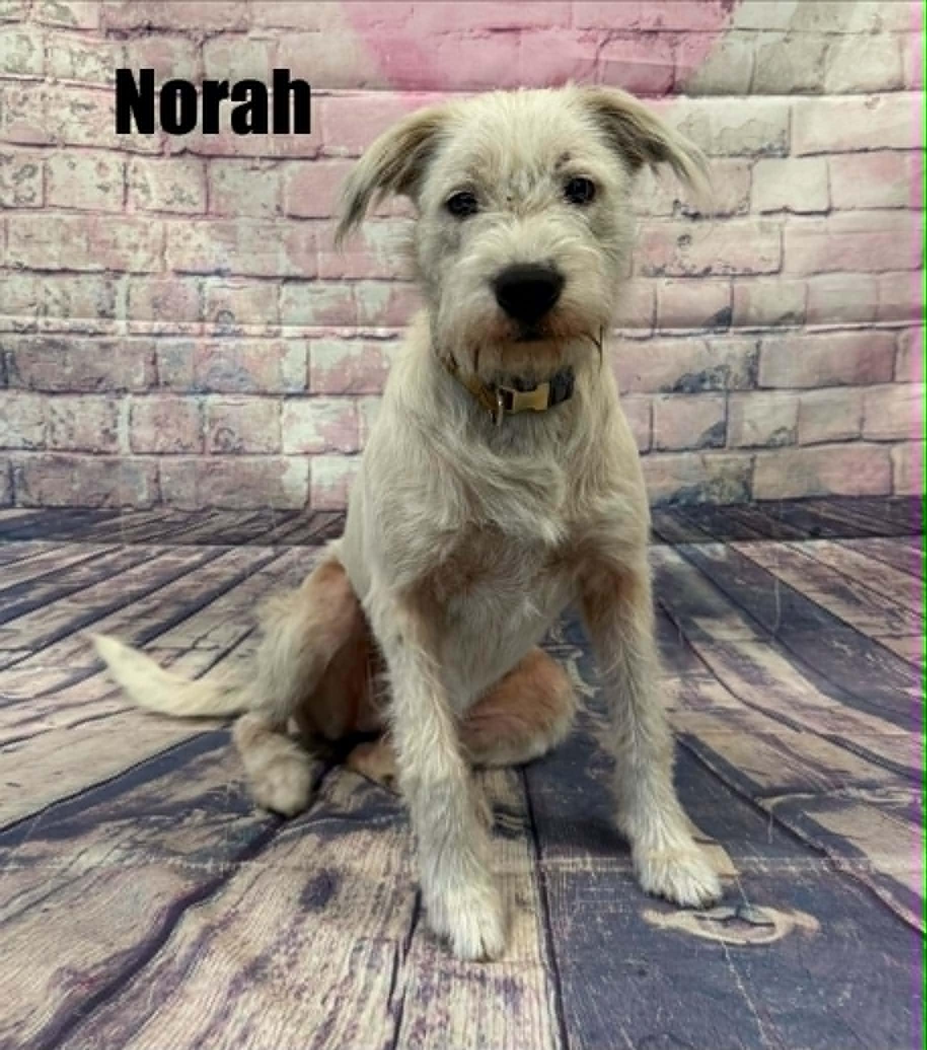 Norah, a ADOPTABLE mixed breed in Quincy, MI image 3/3