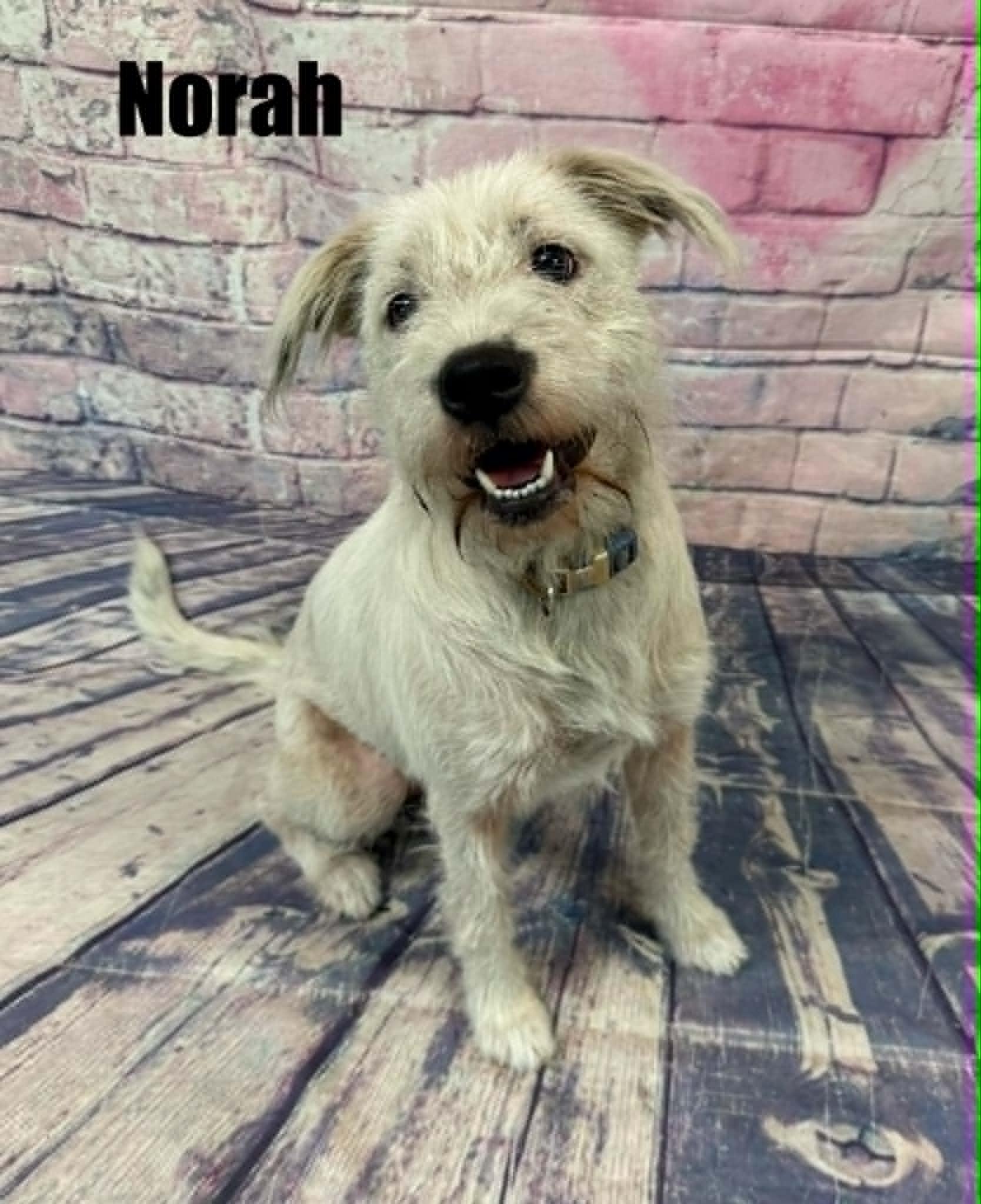 Norah, a ADOPTABLE mixed breed in Quincy, MI image 2/3