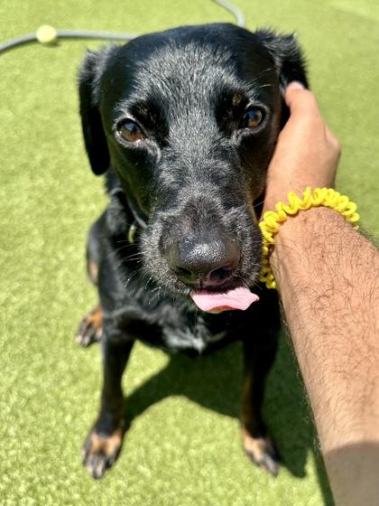 Coco, Adoptable, Adult Male Mixed Breed & Mixed Breed.