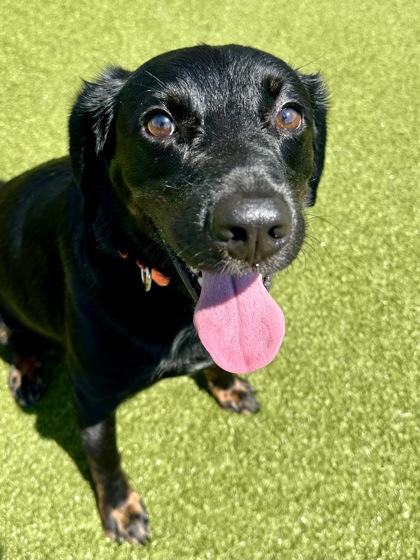 Enlarge Coco, a Adoptable mixed breed in Wichita, KS image 2/3
