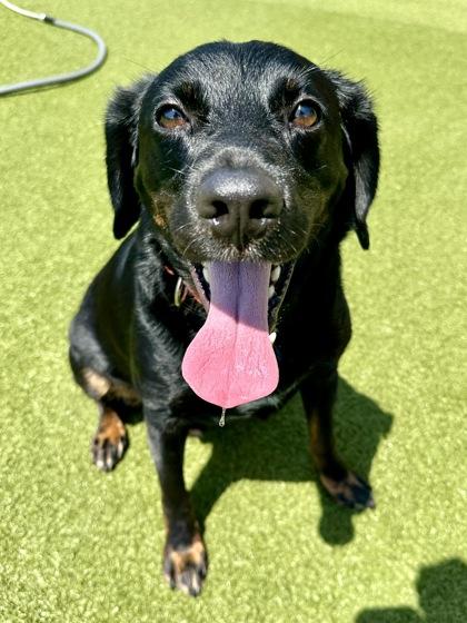 Enlarge Coco, a Adoptable mixed breed in Wichita, KS image 3/3