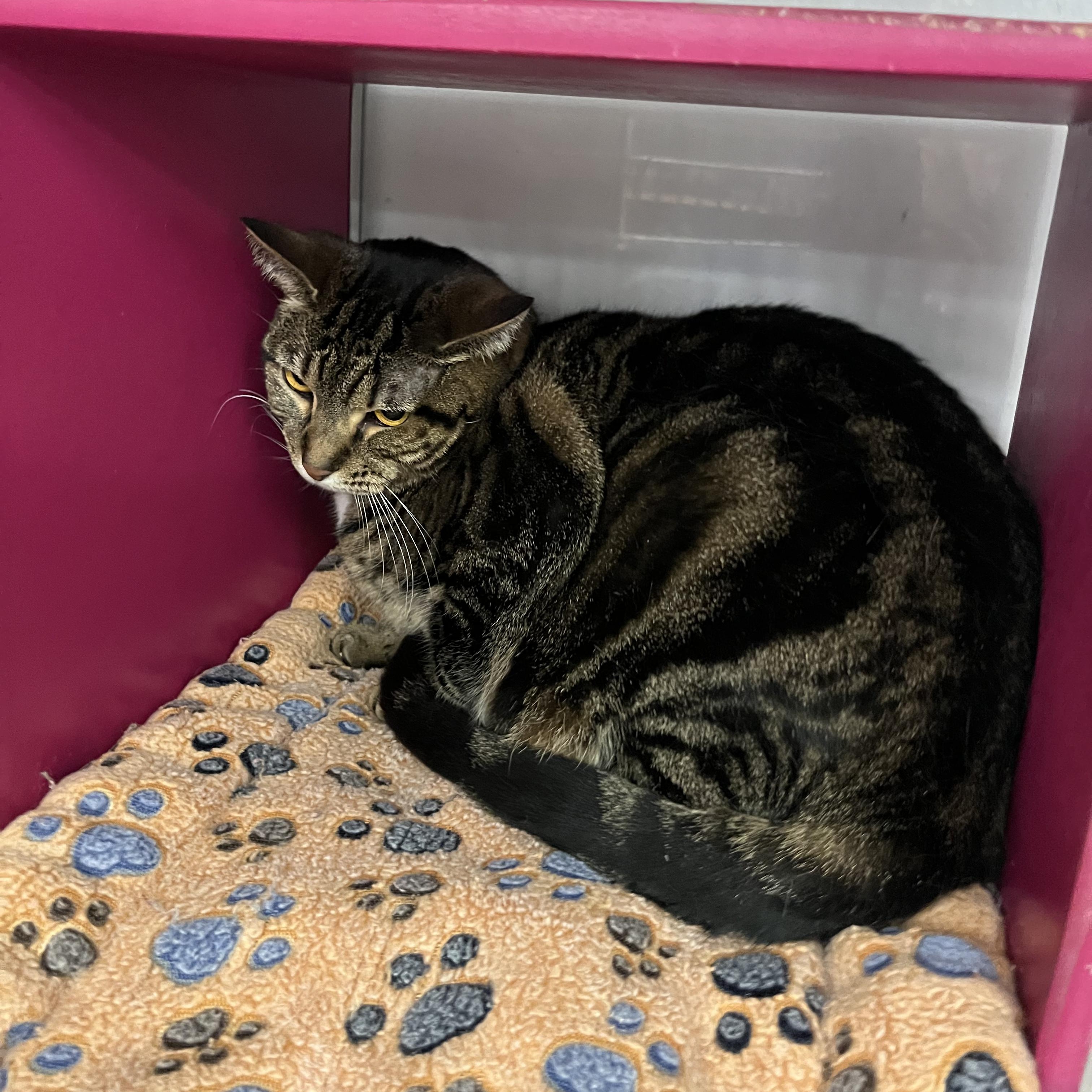 CoCo, a Adoptable Tabby in Livonia, MI image 1/2