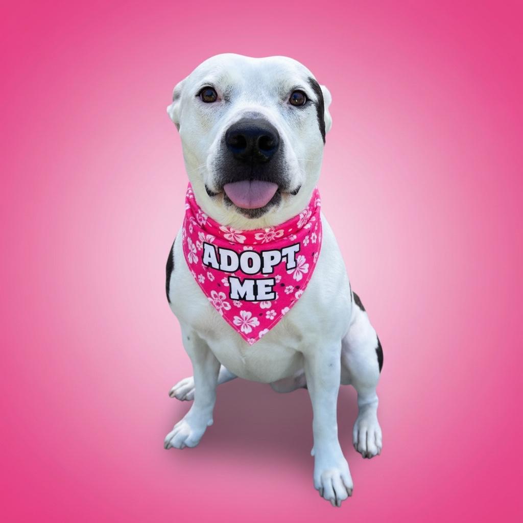 Majyk- ADOPT Me, a ADOPTABLE mixed breed in Redondo Beach, CA image 6/6