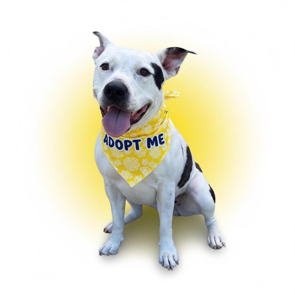 Majyk- ADOPT Me, a ADOPTABLE mixed breed in Redondo Beach, CA image 3/6