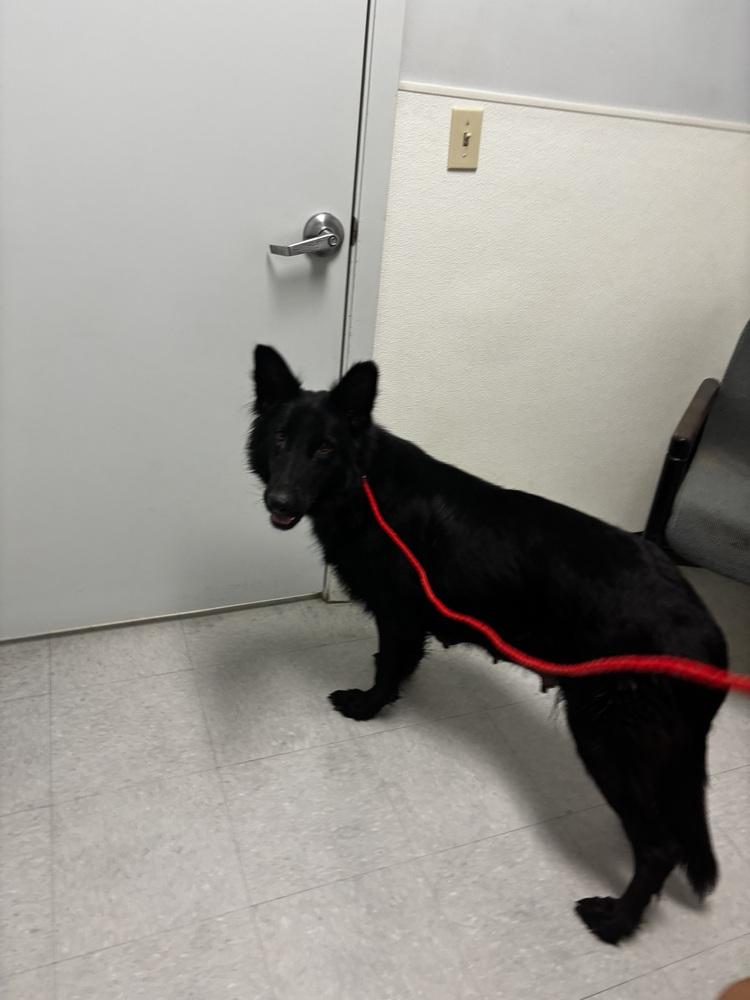 Enlarge Semper nka Circe, a Adopted mixed breed in Sealy, TX image 1/5