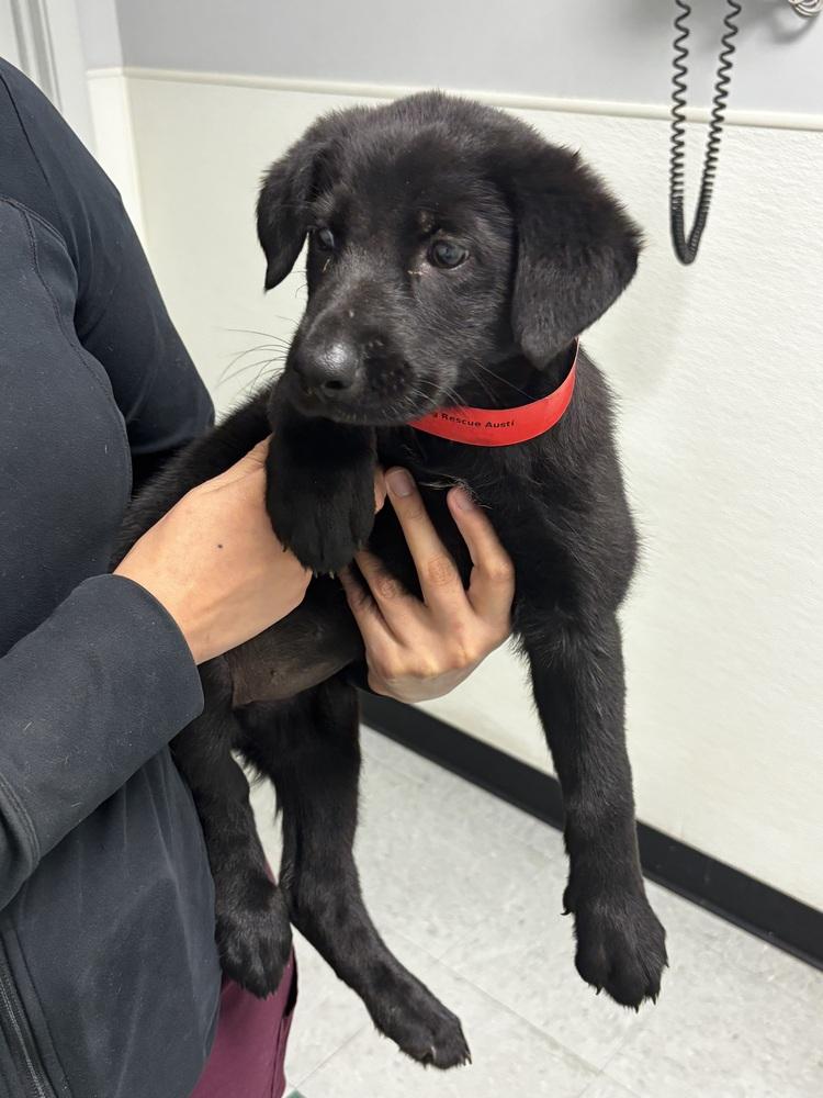 Enlarge Semper nka Circe, a Adopted mixed breed in Sealy, TX image 5/5