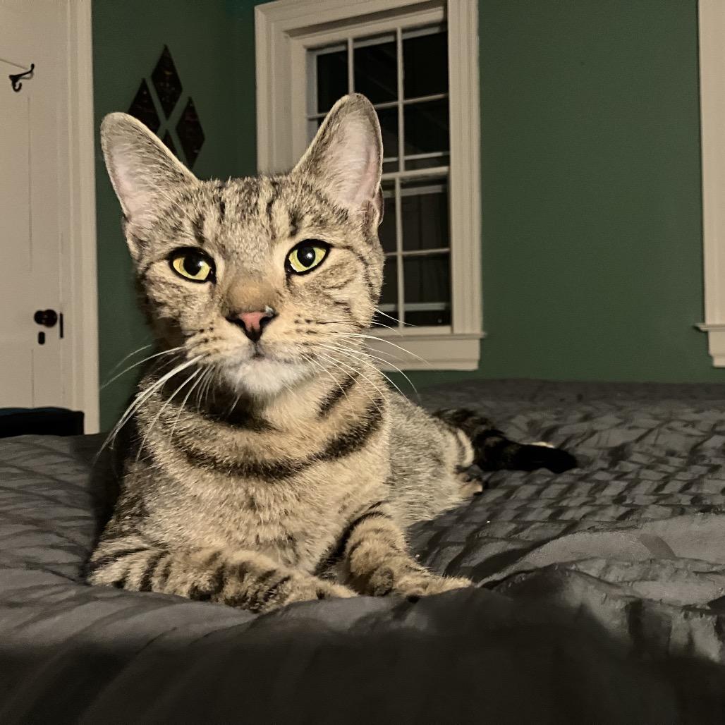 Chi Chi Salsa, Adoptable, Young Female Domestic Short Hair.