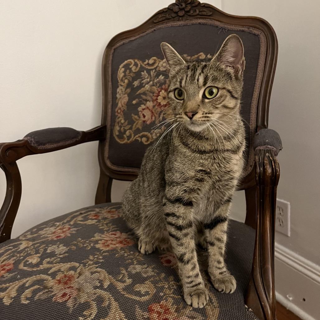 Chi Chi Salsa, a Adoptable Domestic Short Hair in Westport, CT image 2/4