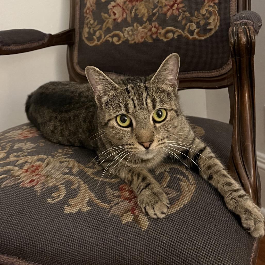 Chi Chi Salsa, a Adoptable Domestic Short Hair in Westport, CT image 3/4