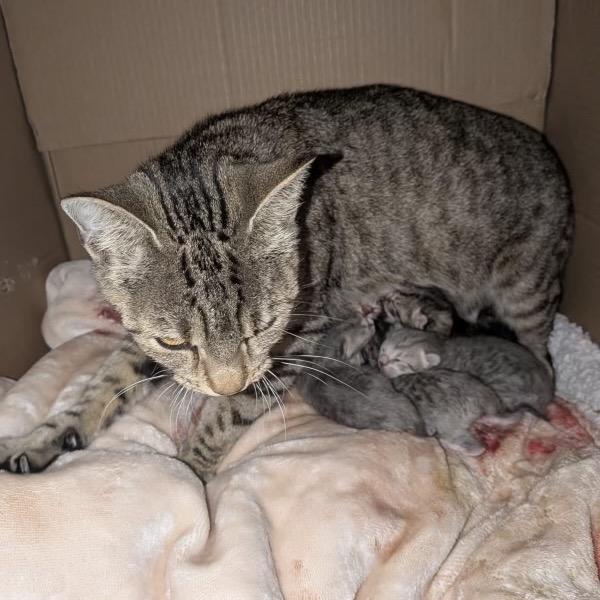 Chi Chi Salsa, a Adoptable Domestic Short Hair in Westport, CT image 4/4