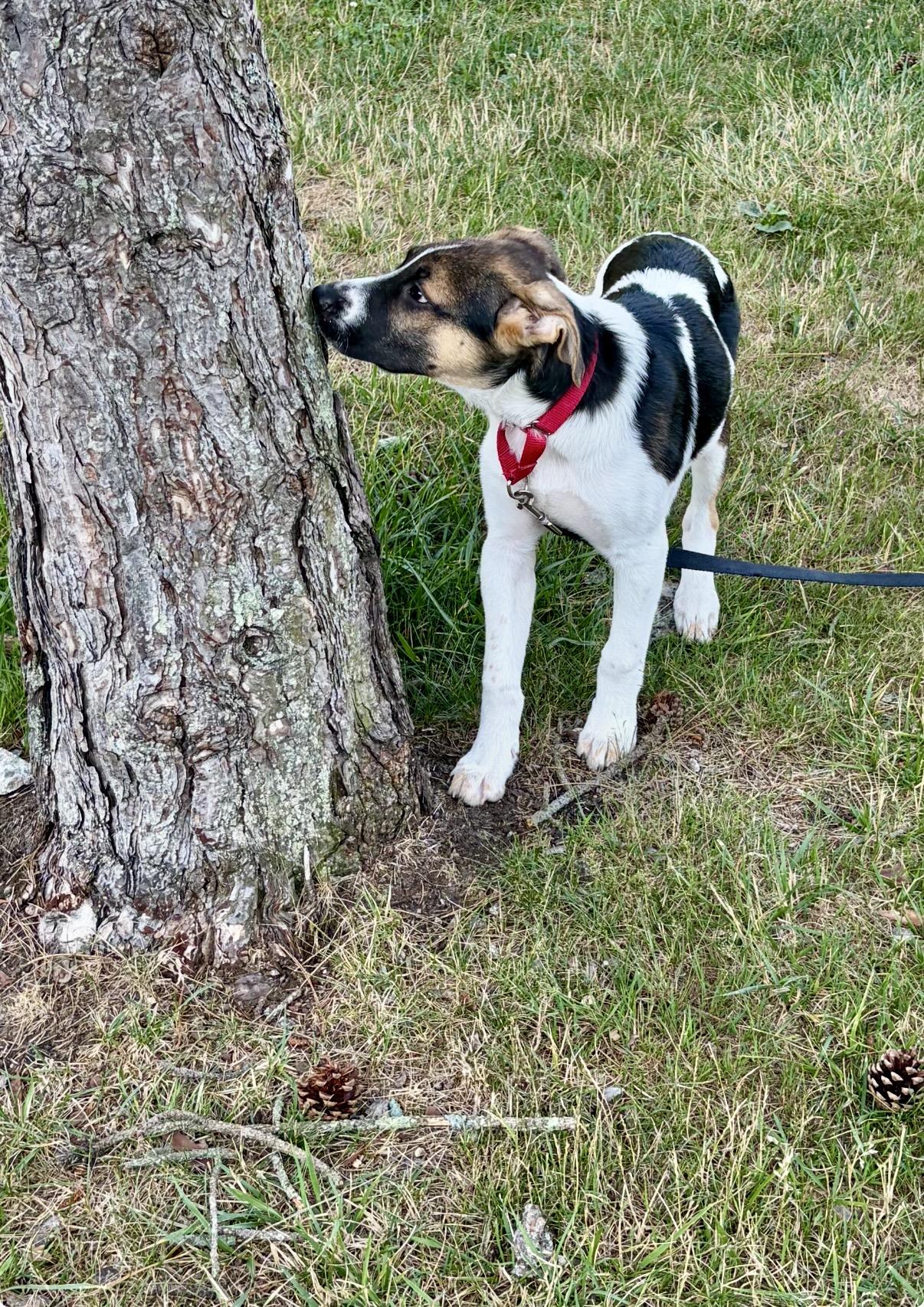 Enlarge Stubz, a Adoptable mixed breed in Pembroke, MA image 4/5