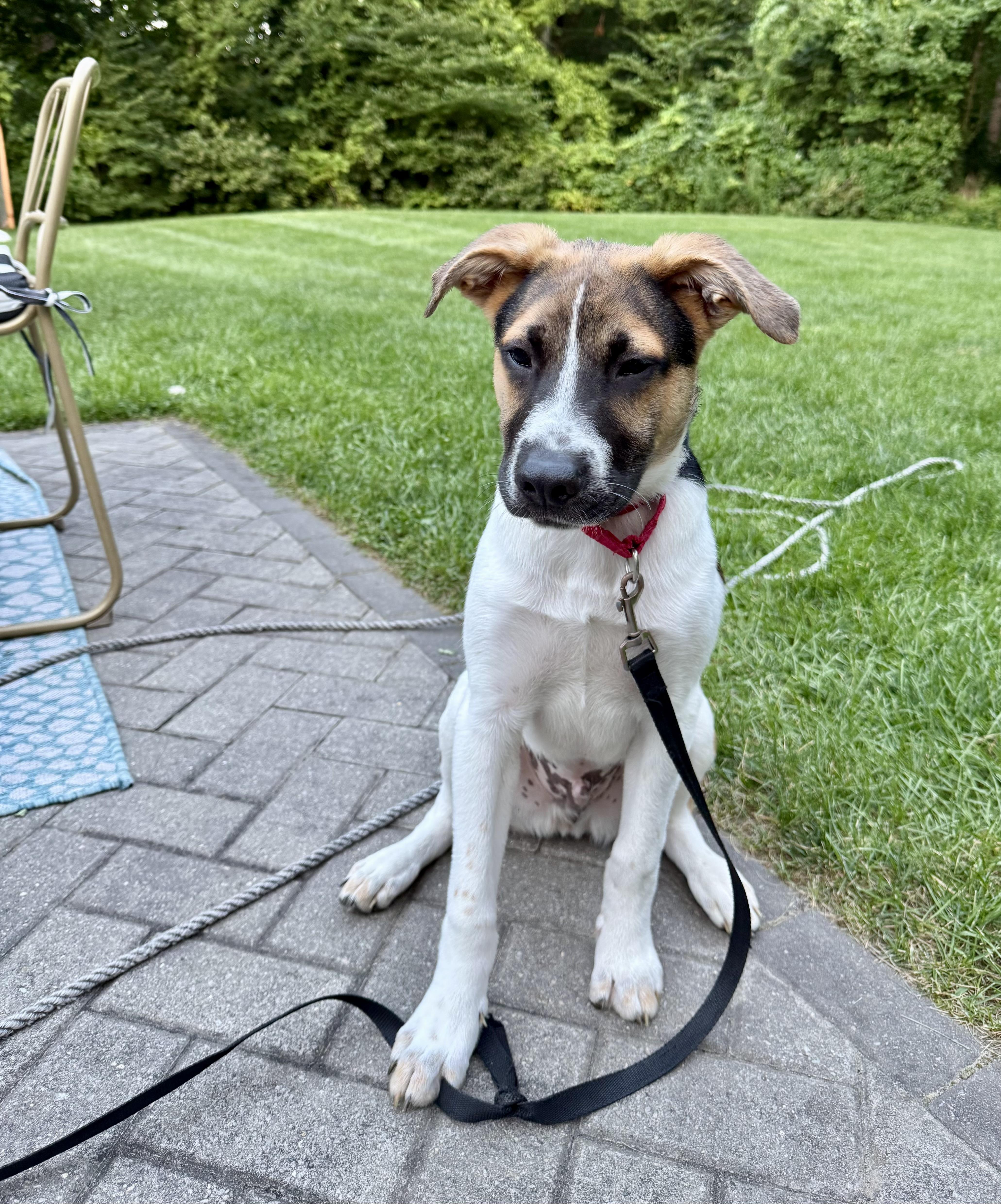 Stubz, Adoptable, Puppy Male Shepherd.