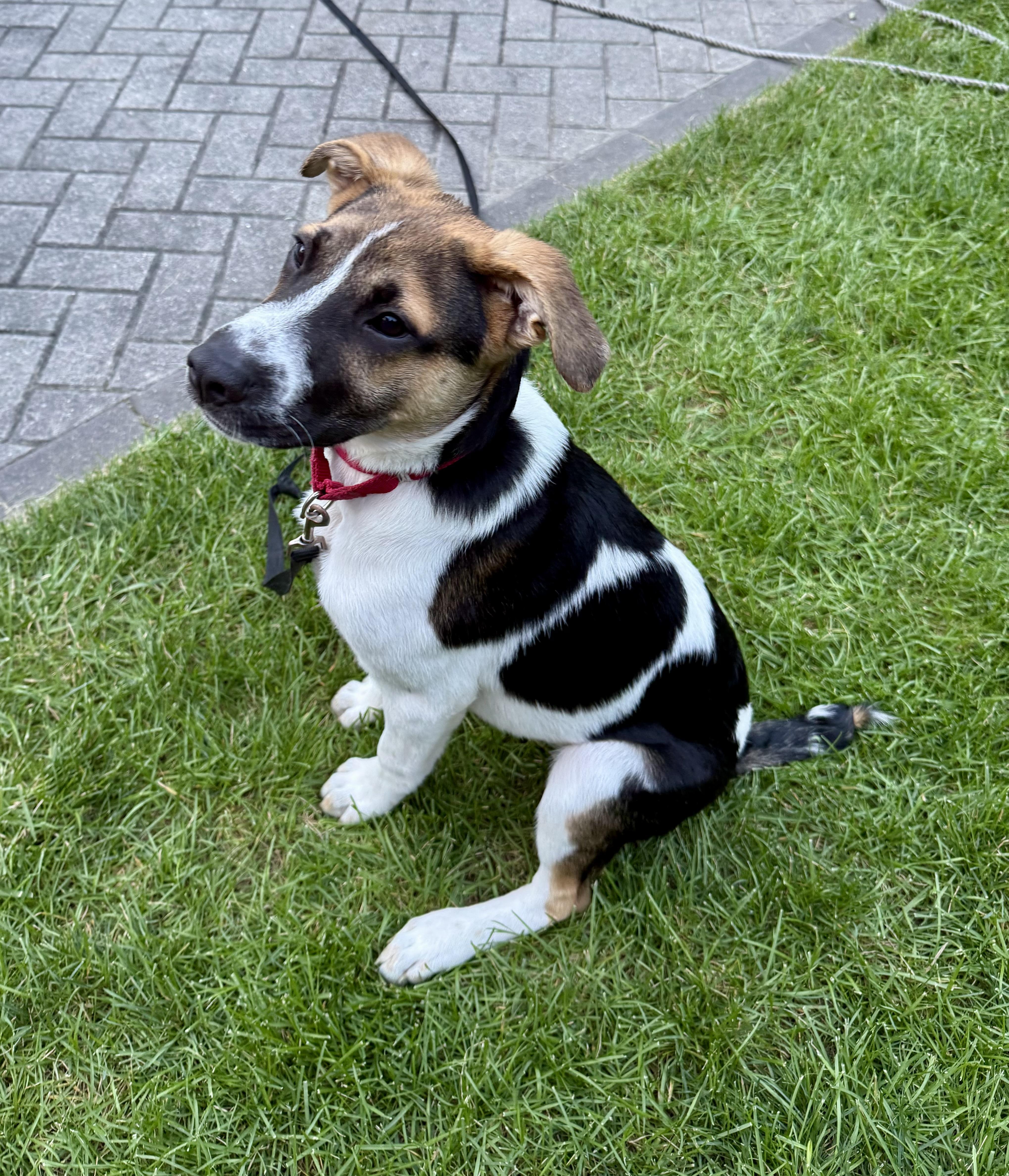 Enlarge Stubz, a Adoptable mixed breed in Pembroke, MA image 5/5