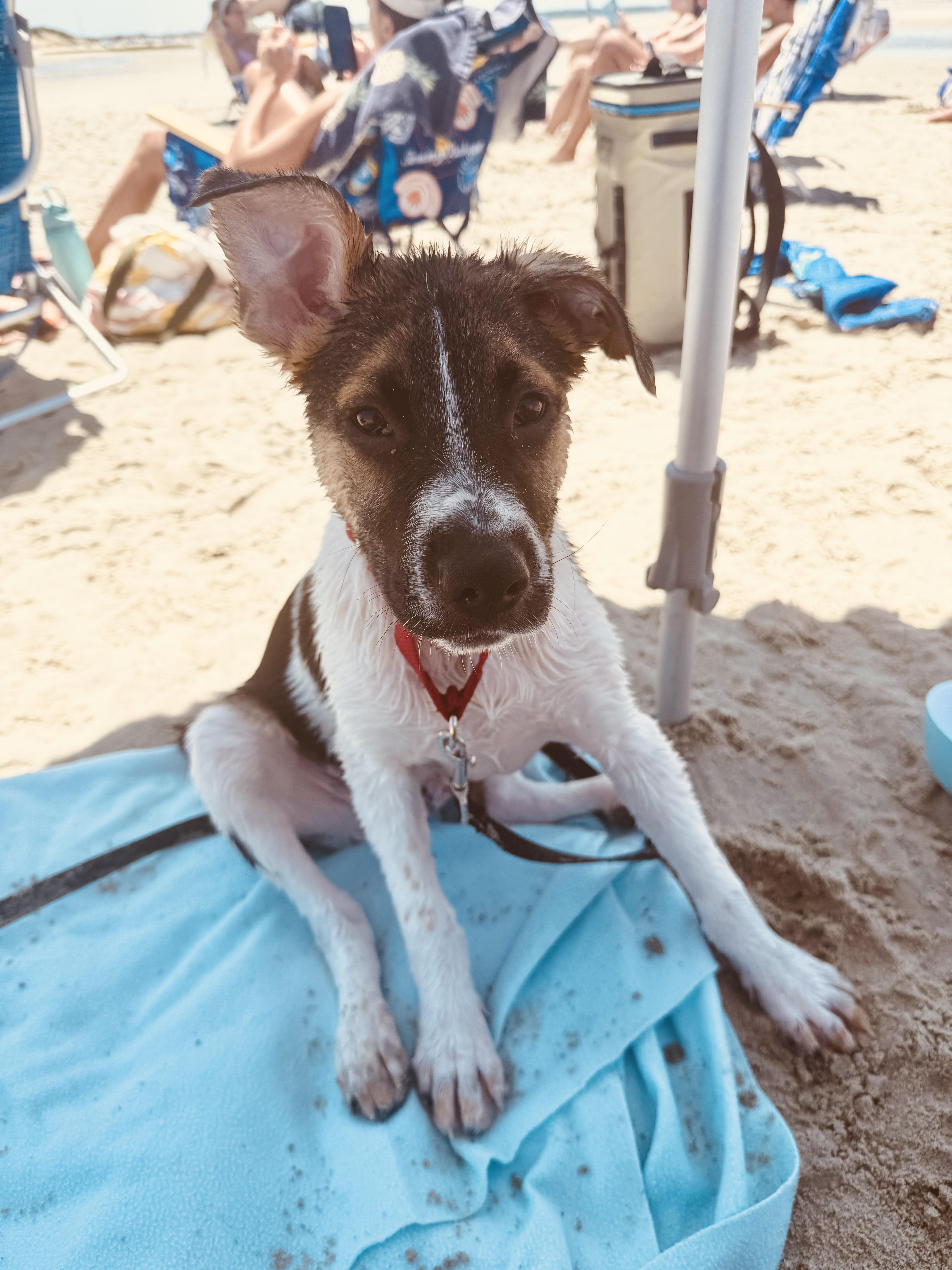 Enlarge Stubz, a Adoptable mixed breed in Pembroke, MA image 3/5