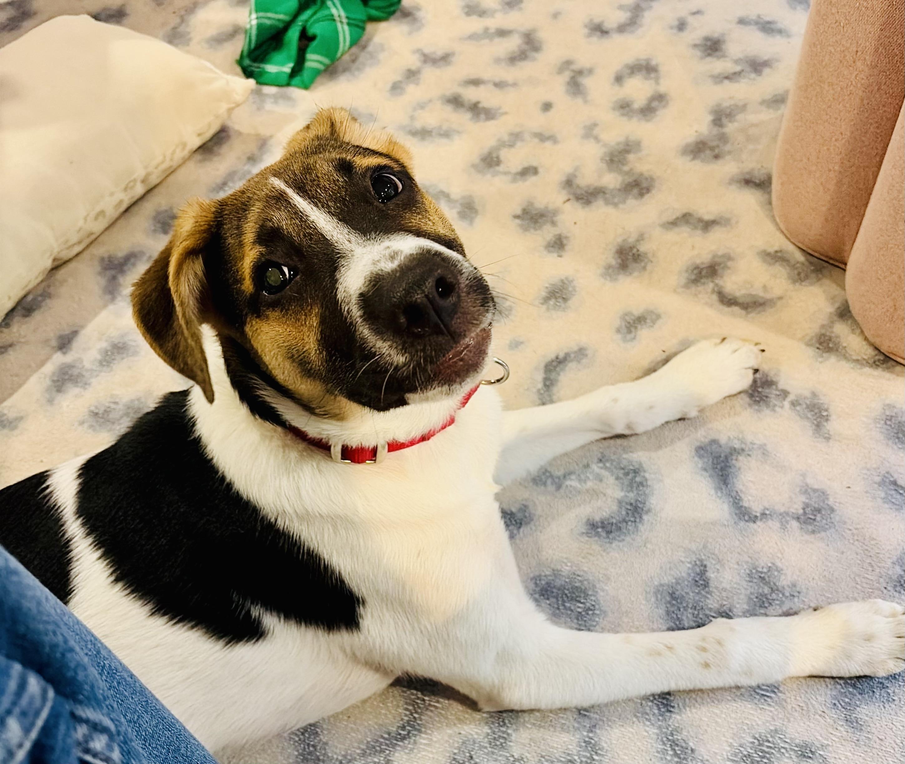 Enlarge Stubz, a Adoptable mixed breed in Pembroke, MA image 2/5