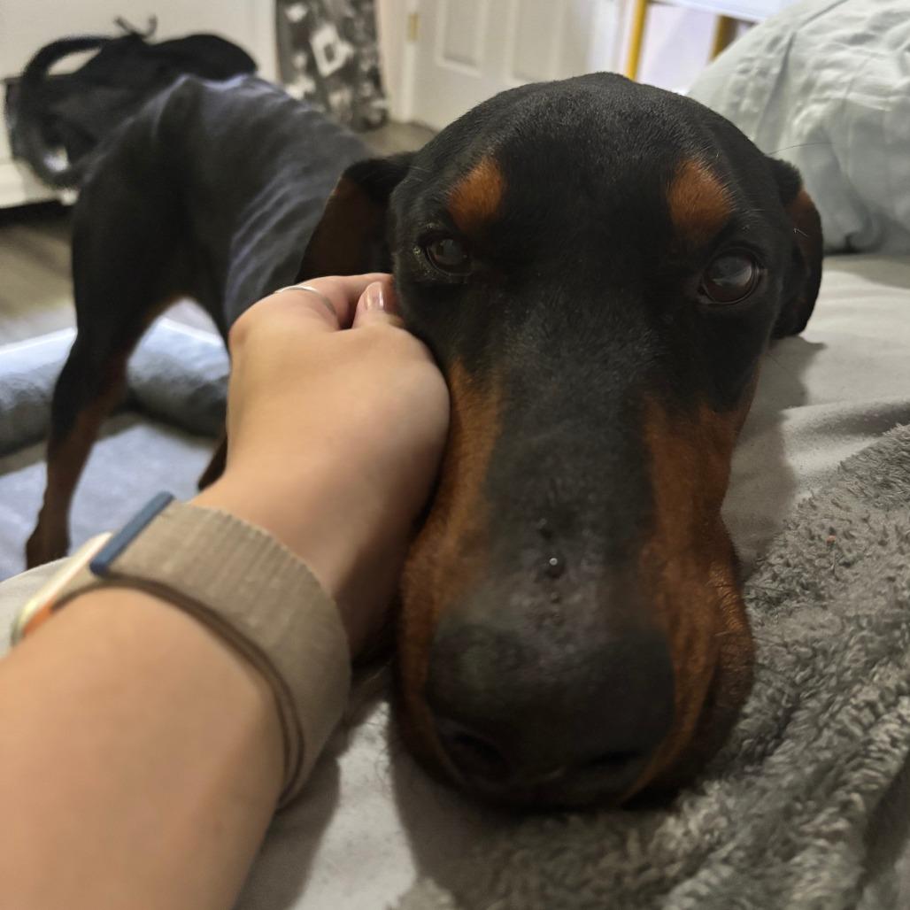 Thor, Adoptable, Adult Male Doberman Pinscher.