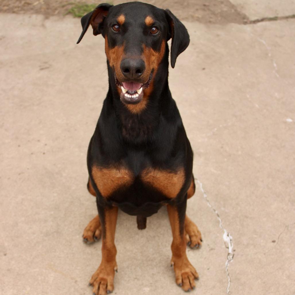 Thor, a Adoptable Doberman Pinscher in Corpus Christi, TX image 2/6